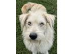 Adopt Odus a Terrier, Mixed Breed