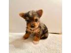 Yorkshire Terrier Puppy for sale in Bloomsburg, PA, USA