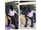 Great Dane Puppy for sale in Thornton, CO, USA