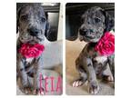 Great Dane Puppy for sale in Thornton, CO, USA