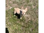 French Bulldog Puppy for sale in Fayetteville, NC, USA