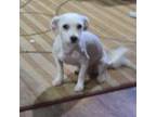 Maltese Puppy for sale in Fountain Inn, SC, USA
