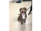 Adopt 56090635 a German Wirehaired Pointer, Mixed Breed