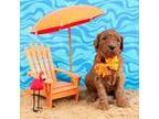 Goldendoodle Puppy for sale in Greenwood, LA, USA