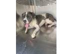 Adopt 56092476 a Catahoula Leopard Dog, Mixed Breed
