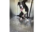 Adopt Jep a Pit Bull Terrier, Mixed Breed