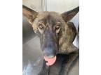 Adopt Colonel a German Shepherd Dog, Mixed Breed