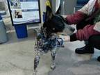 Adopt jake a Australian Cattle Dog / Blue Heeler, Mixed Breed