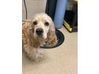 Adopt 56094659 a Spaniel, Mixed Breed