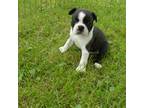 Boston Terrier Puppy for sale in Parkers Prairie, MN, USA