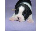 Boston Terrier Puppy for sale in Parkers Prairie, MN, USA