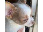 Chihuahua Puppy for sale in Cainsville, MO, USA