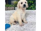 Golden Retriever Puppy for sale in Greenfield, IN, USA