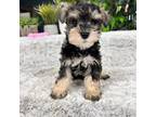 Schnauzer (Miniature) Puppy for sale in Greenfield, IN, USA