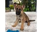 German Shepherd Dog Puppy for sale in Greenfield, IN, USA