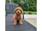 Cavapoo Puppy for sale in Franklin, IN, USA