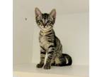 Adopt Wile E. Coyote a Domestic Short Hair