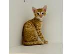 Adopt Yosemite Sam a Domestic Short Hair