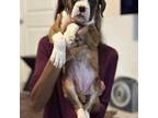 Boxer Puppy for sale in Leander, TX, USA