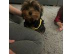 Yorkshire Terrier Puppy for sale in Las Vegas, NV, USA