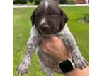 German Shorthaired Pointer Puppy for sale in Richlands, NC, USA