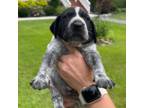 German Shorthaired Pointer Puppy for sale in Richlands, NC, USA