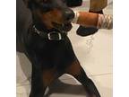 Doberman Pinscher Puppy for sale in Ruskin, FL, USA