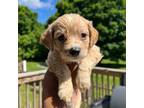 Labradoodle Puppy for sale in Bear, DE, USA