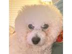 Bichon Frise Puppy for sale in Conroe, TX, USA
