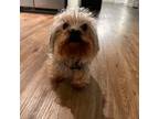 Yorkshire Terrier Puppy for sale in Portsmouth, VA, USA
