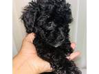 Poodle (Toy) Puppy for sale in Queens, NY, USA