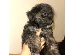 Poodle (Toy) Puppy for sale in Queens, NY, USA