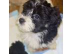 Maltese Puppy for sale in Queens, NY, USA