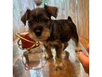 Schnauzer (Miniature) Puppy for sale in Queens, NY, USA