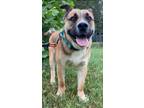 Adopt Wombat a Shepherd, Terrier