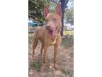 Adopt Lincoln a American Staffordshire Terrier, Mixed Breed