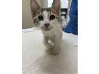 Adopt Mouse a Domestic Short Hair