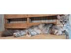 Queen Maine Coon Young Female