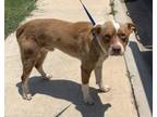 Adopt Yu Shi a American Staffordshire Terrier, Mixed Breed