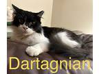 dartagnian Domestic Longhair Adult Male
