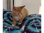 Sammy 41622 Domestic Shorthair Kitten Male