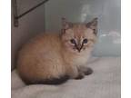 Adopt 142513 a Domestic Short Hair