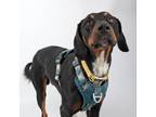 Adopt Donny a Coonhound, Catahoula Leopard Dog