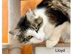 Adopt Lloyd a Tabby, Domestic Long Hair