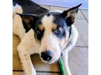 Adopt Happy a Collie, Mixed Breed