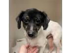 Adopt 19941 a Dachshund