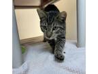 Adopt 19944 a Domestic Short Hair