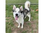 Adopt Eros a Husky