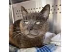 Adopt Gray a Domestic Short Hair