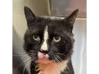 Adopt Daddy Warbucks a Domestic Short Hair